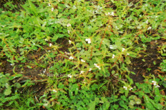 Impatiens inconspicua